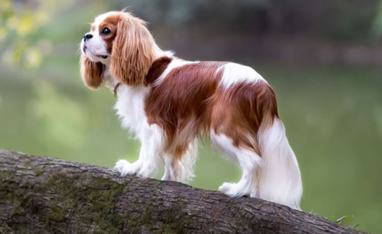 Cavalier King Charles Spaniel